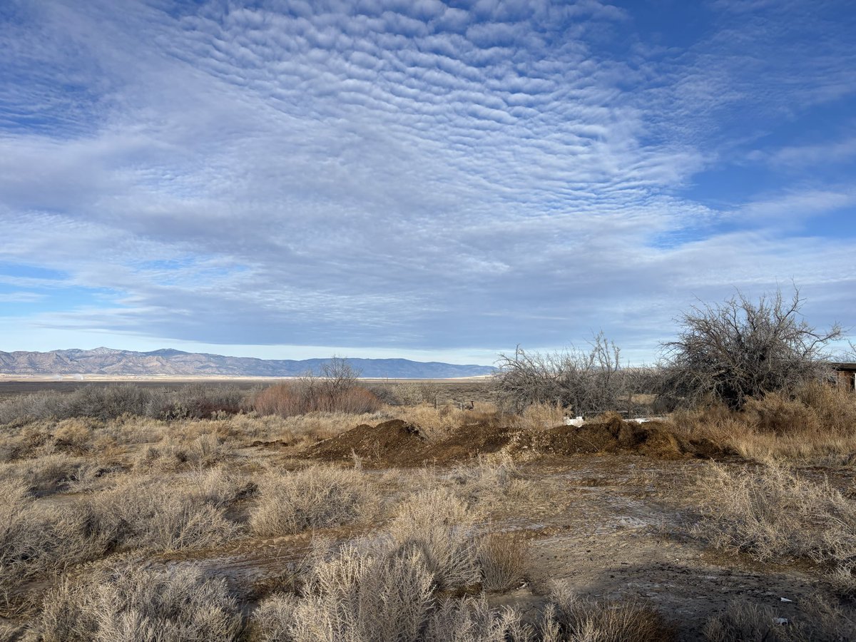 buffalo 🕊️🏰🇺🇸 tweet media