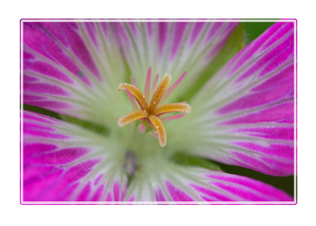 photos_dsmith's tweet image. Even the common #flowers have some #fantastic #intricate #details. such as this #bloody #Cranebill #germanium #flower. Shot in a #Stockport #garden during the #summer. #flowerphotography #macrophotography. See more #prints of this #local #photographer at darrensmith.org.uk