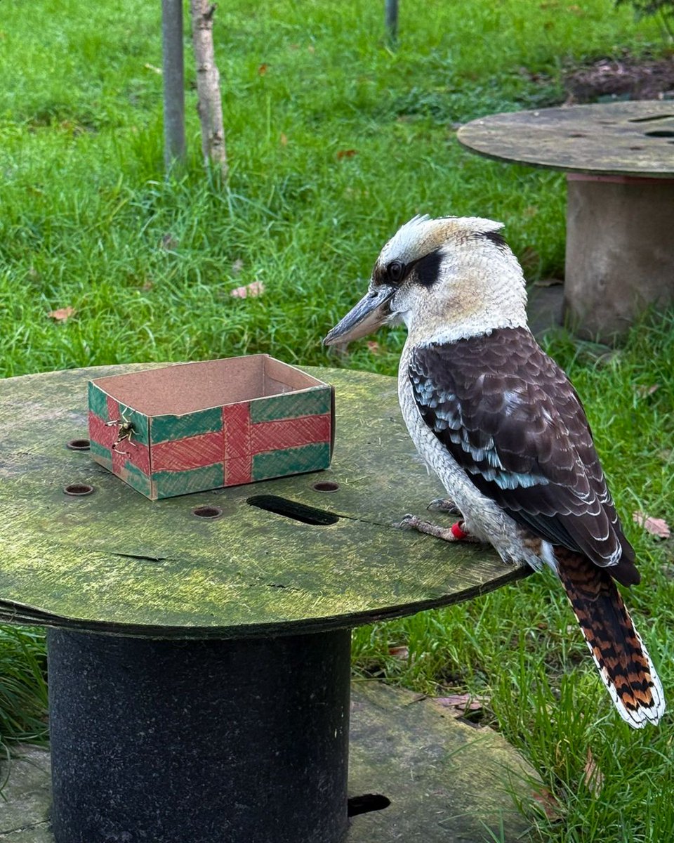 Golders Hill Park Zoo tweet media