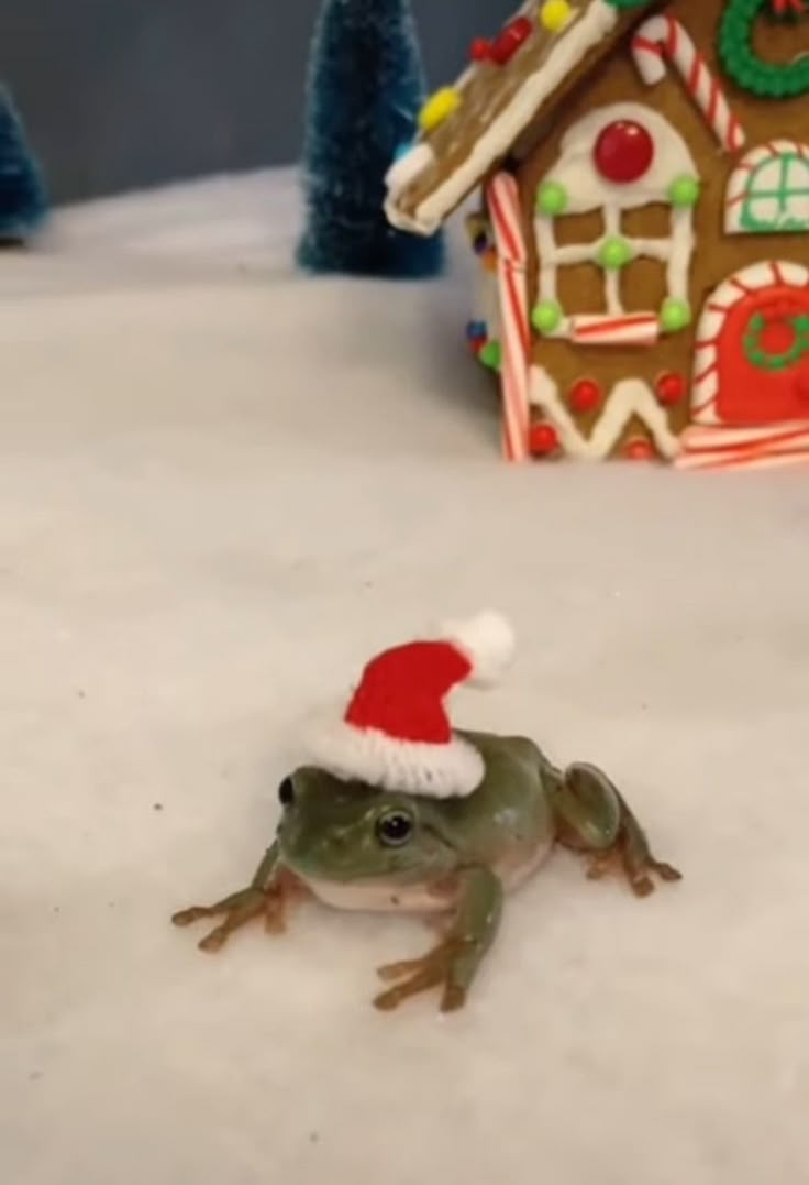 nocontextfrogs tweet picture