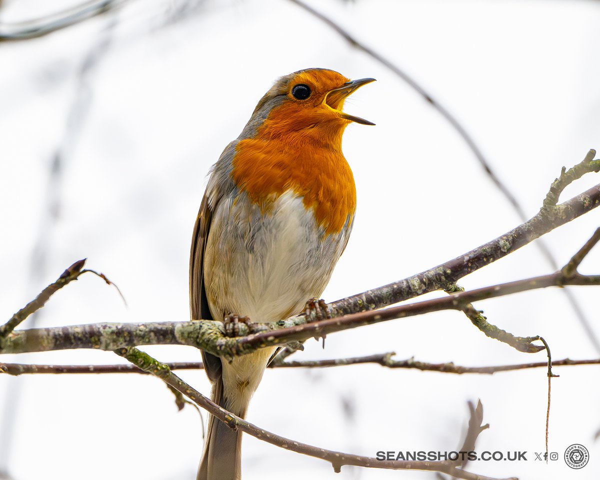 SeansShots tweet media