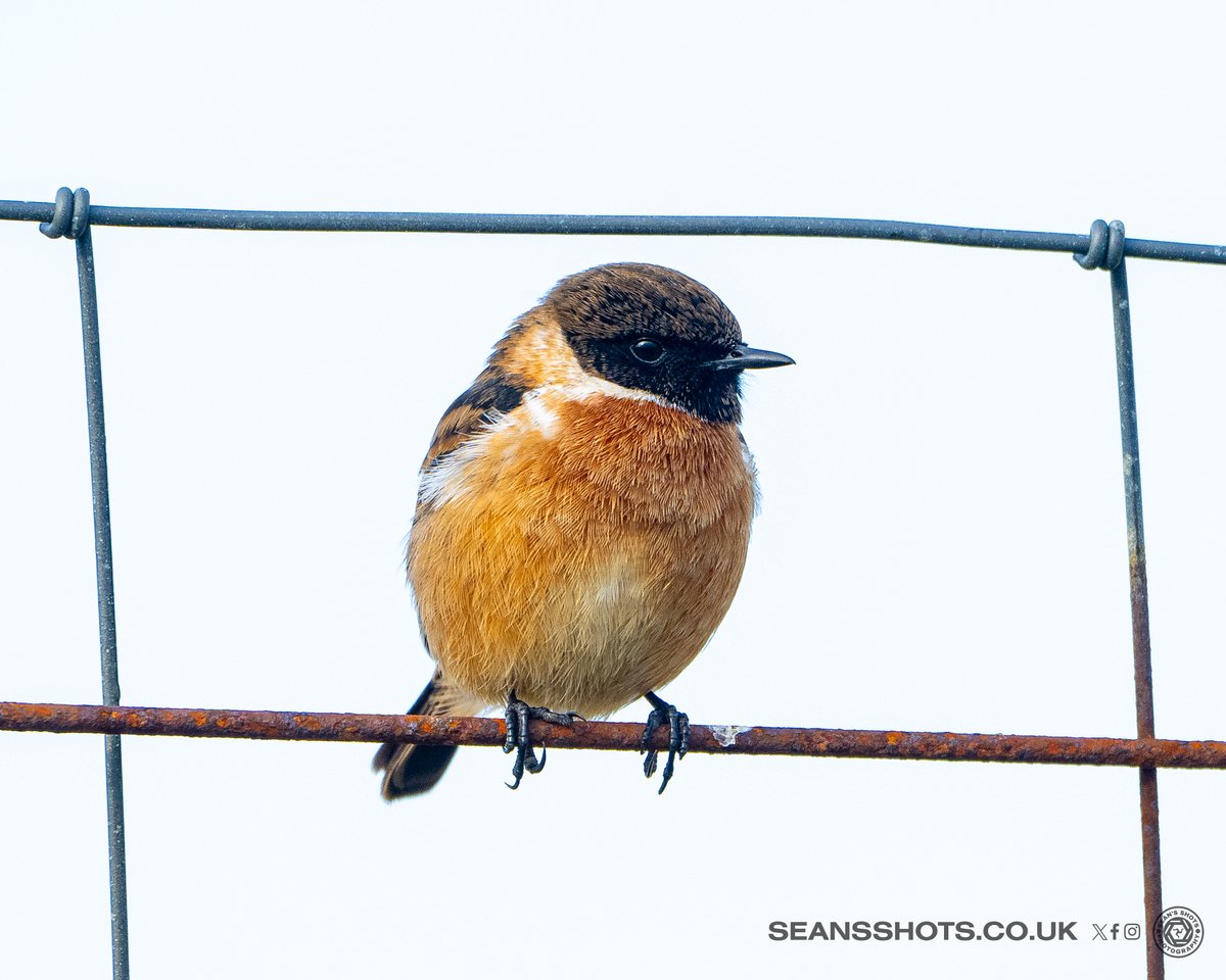 SeansShots tweet media