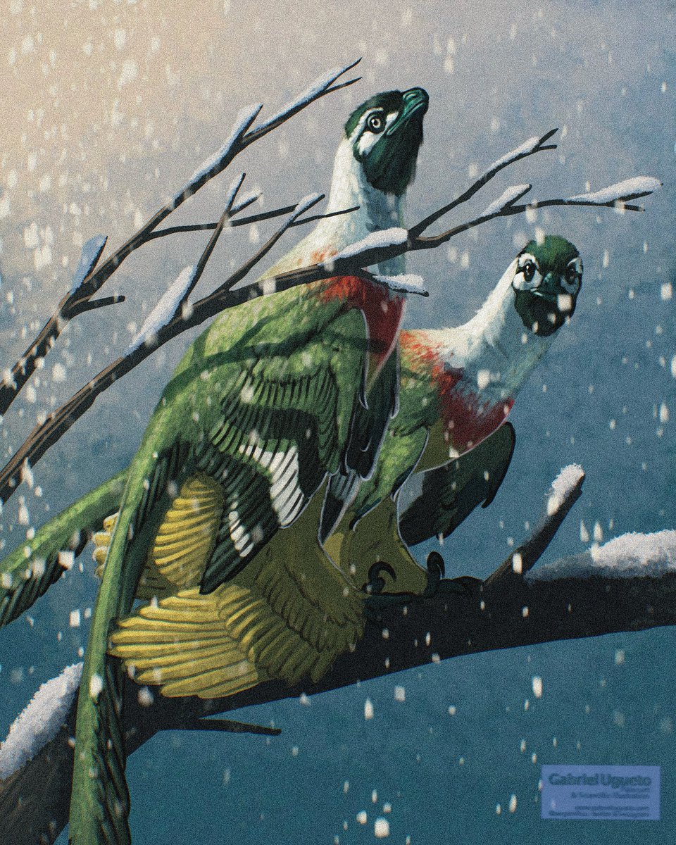 Gabriel N. U. tweet media