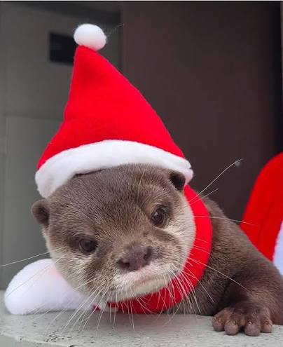 Merry Ottermas to all, and to all a good night 🦦🎄