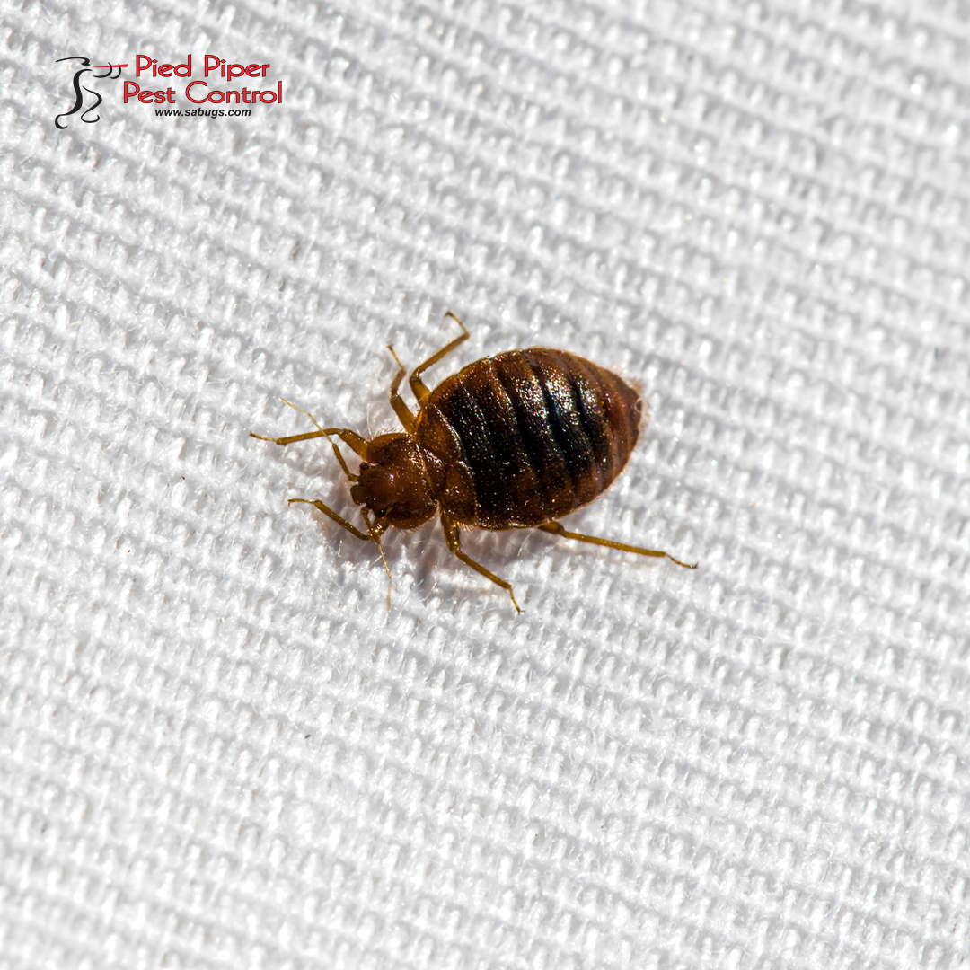 Whether you have a bed bug problem in your residential or commercial property, we will use safe and efficient methods to take care of the issue.

Call us today to schedule a free inspection (210) 702-2060.

monkeylink.co/fcba8b
#SABugs #BedBugRemoval #PestControlService