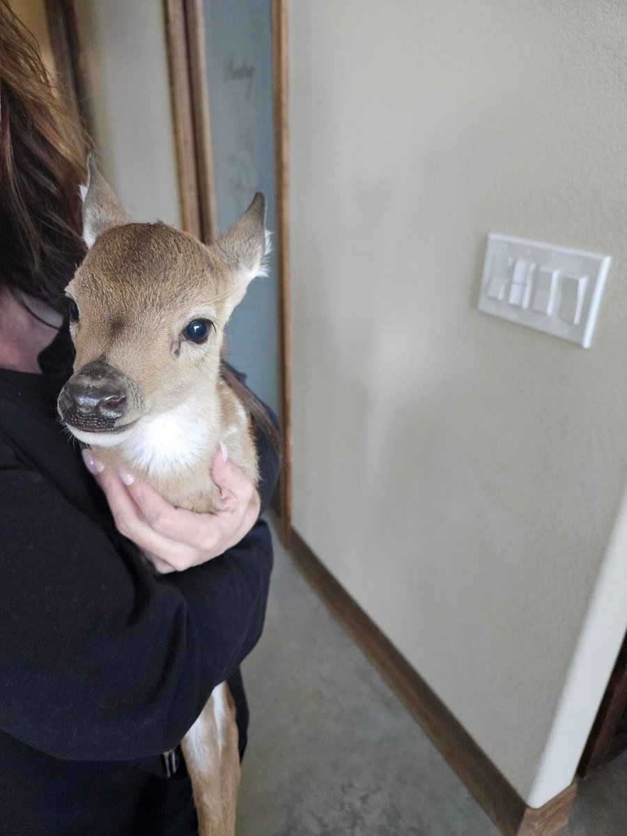 deershouldnt's tweet image. 