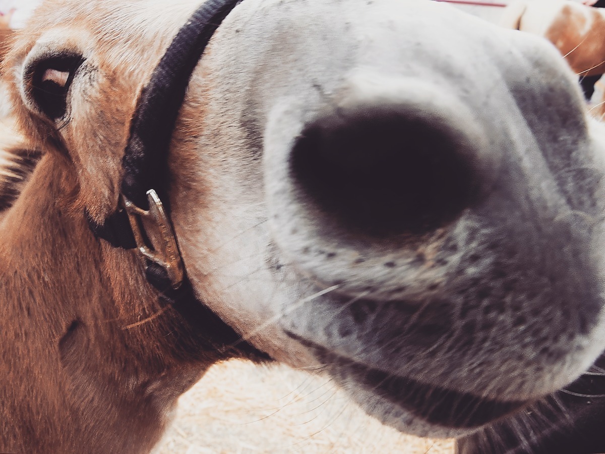 AdpCall's tweet image. #donkey #animal #nose #horse