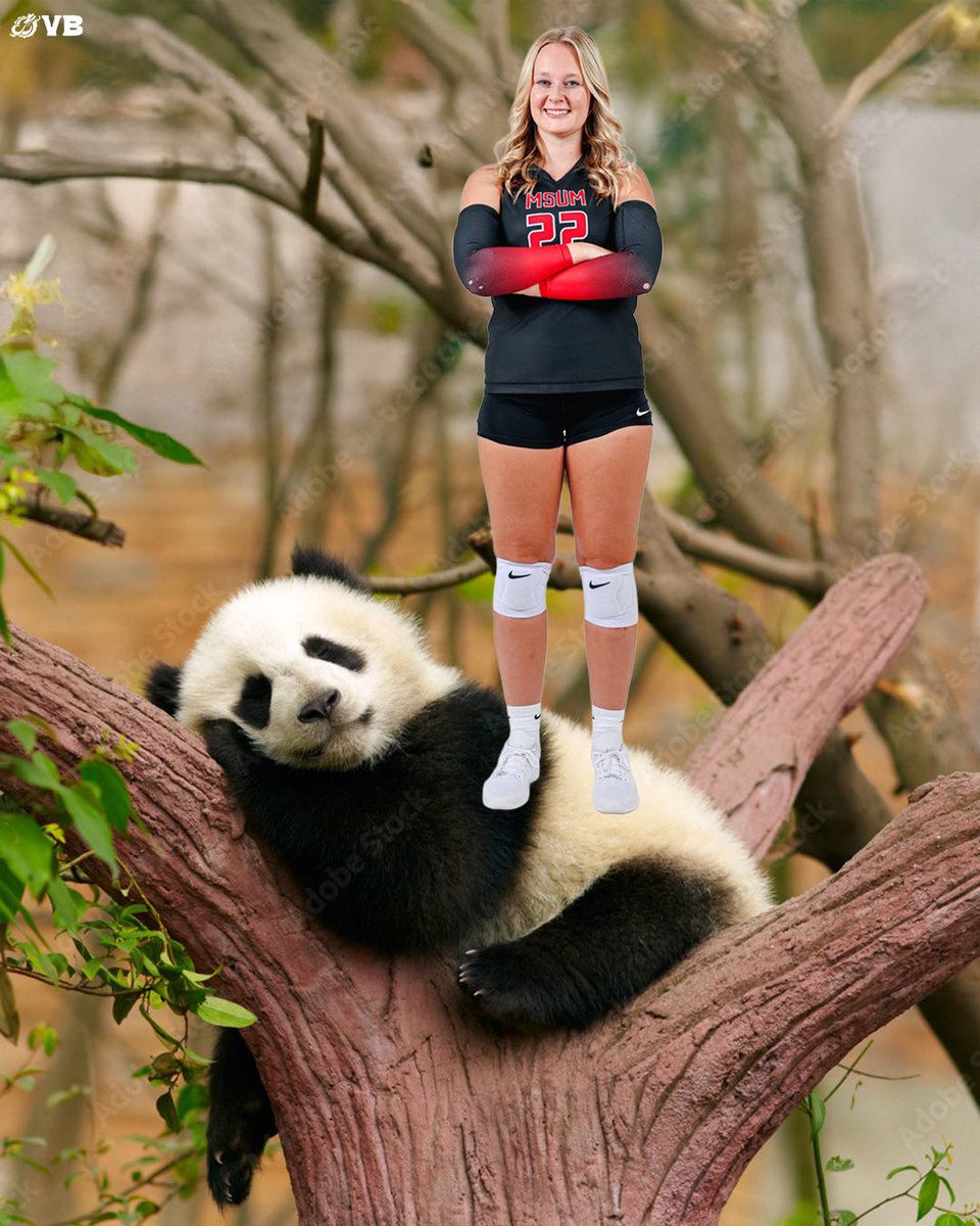 MSUM_Volleyball's tweet image. elf on shelf: MSUM VB EDITION 🎄🏐

Merry Christmas &amp;amp; Happy Holidays ❤️‍🔥

#ROLLDRAGS