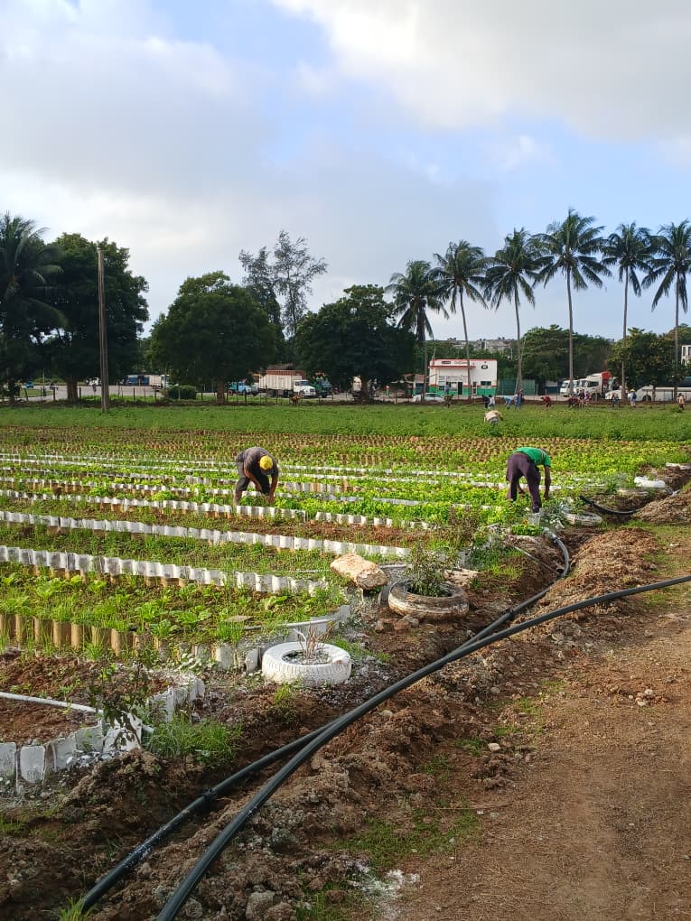 Se acerca el 27 de diciembre Dia del trabajador de la agricultura urbana suburbana y familiar de Cuba. Reciban nuestras felicitaciones, ustedes juegan un rol escencial en esa soberanía alimentaria y nutricional que queremos alcanzar. #AgriculturaCubana <a href="/MinagCuba/">Ministerio de la Agricultura de Cuba</a> <a href="/YdaelB/">Ydael Pérez Brito</a>