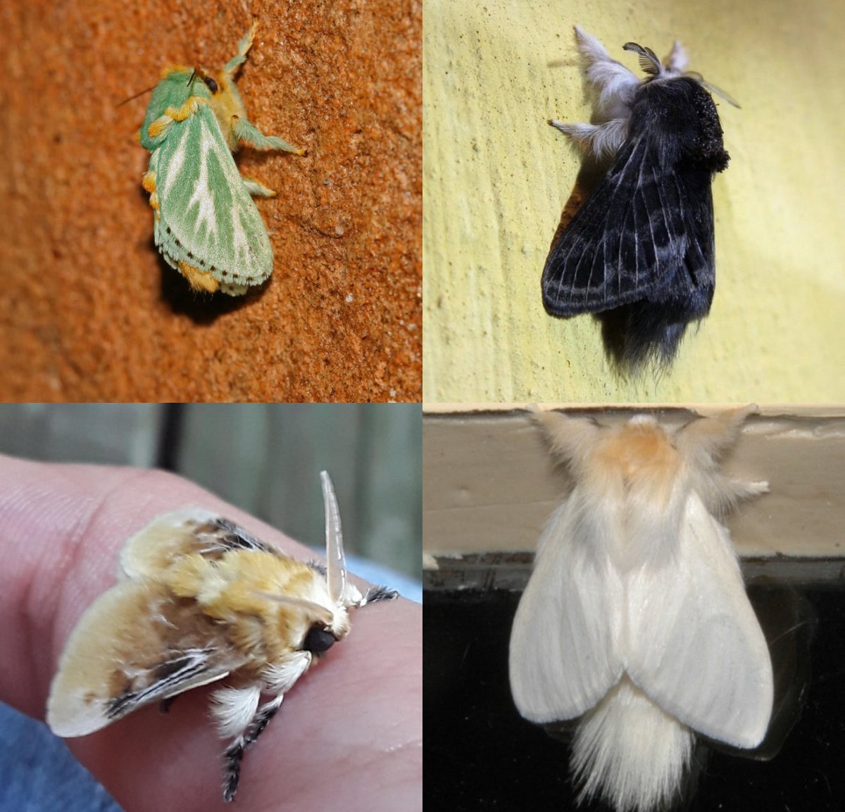 jbr_19892's tweet image. It’s so fluffy 🫶🏻