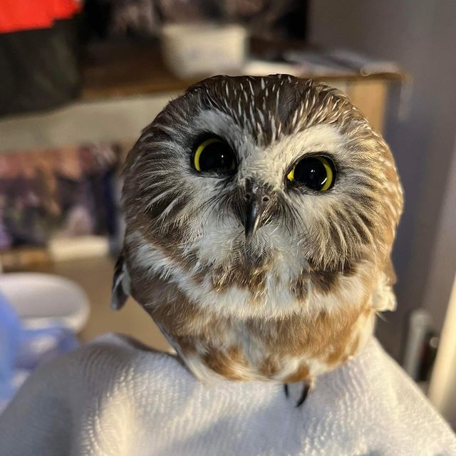 Fua al fin terminé de verlos todos
(Si me falta alguno perdón, es difícil saber por donde te quedas cuando te quitan la luz a mitad)

Muchas gracias de verdad por todos los fanarts, me encantó ver sus ideas puestas en práctica con uno de mis personajes 😭