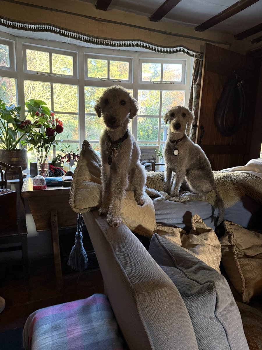 Clementine Serrell tweet media