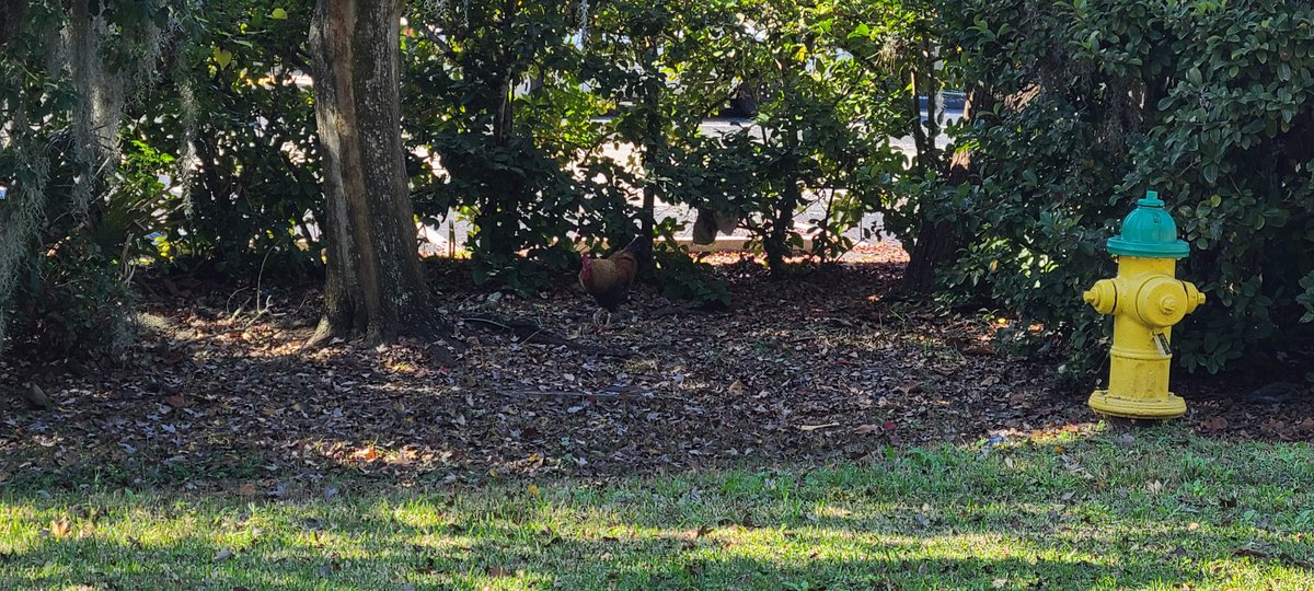 I FOUND HIM AGAIN, QUEST CHICKEN!!