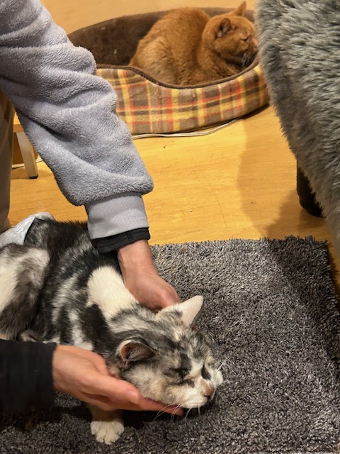 にゃんた にゃんた にゃんた Original】にゃんた the Earth！/にゃんたじあ！〔Full Music Video