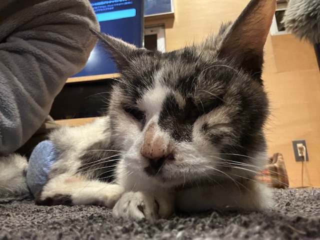 にゃん太通販+にゃっ展+にゃんにゃんBOX+猫十字 (@nyantashop) / Posts / X