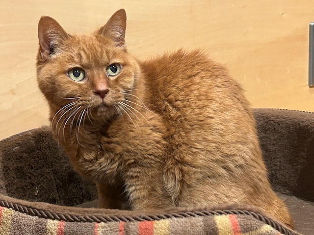 にゃんた にゃんた にゃんた にゃんたじあ！」からVTuber3⼈がデビュー！キャラクターデザインと