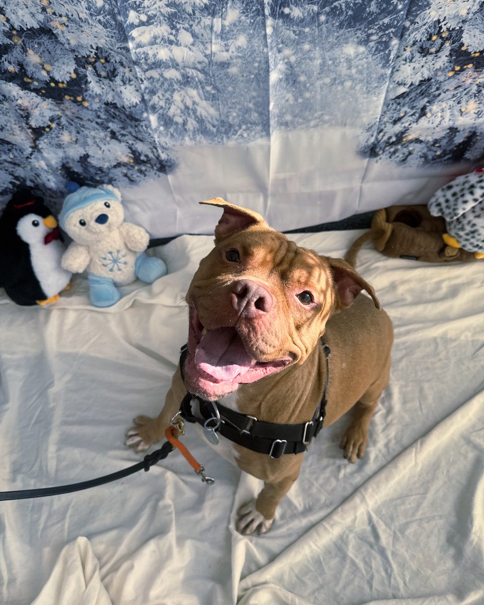 ASPCA's tweet image. Happy holidays from our New York City Adoption Center! 🎁🧡 We threw our adoptable pups the best winter wonderland party EVER! Still looking for your furry best friend? We're hosting Snow Place Like Home, our winter pet adoption event! Learn more here: bit.ly/4qn4UGX
