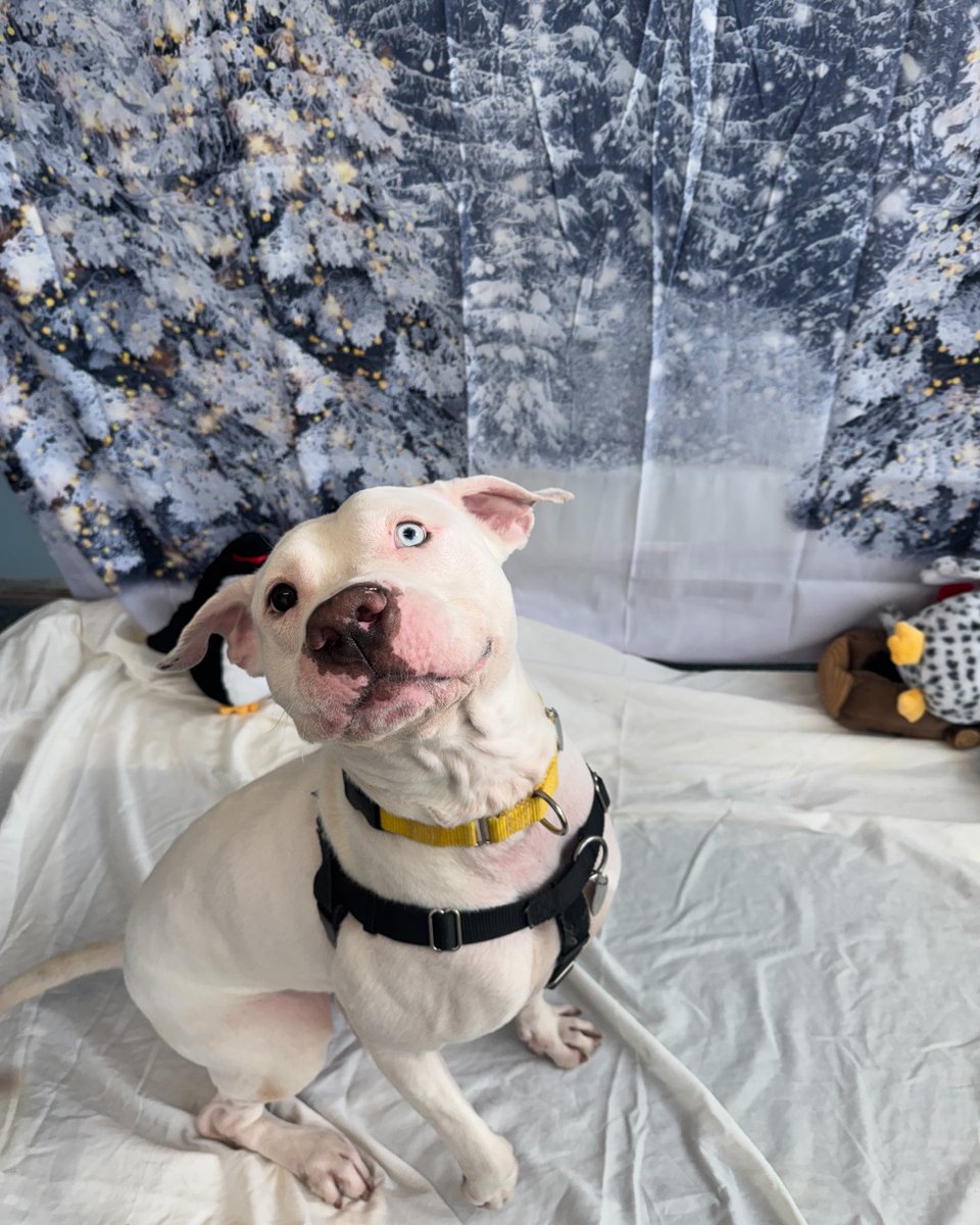 ASPCA's tweet image. Happy holidays from our New York City Adoption Center! 🎁🧡 We threw our adoptable pups the best winter wonderland party EVER! Still looking for your furry best friend? We're hosting Snow Place Like Home, our winter pet adoption event! Learn more here: bit.ly/4qn4UGX