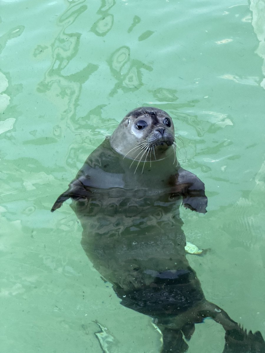 Anton moved back outside today again after his surgery