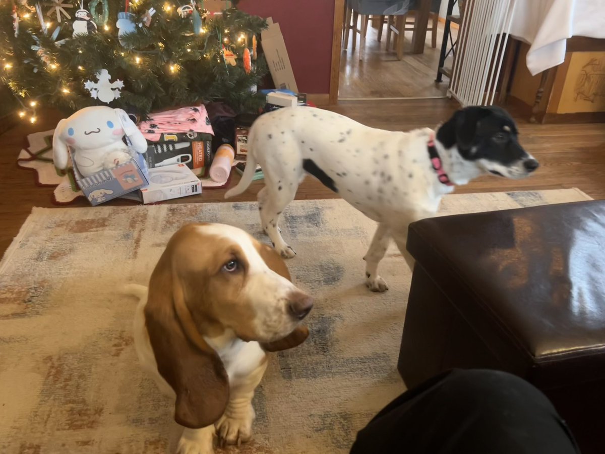 sixtaters's tweet photo. I got a couple of #bassethound hats for Christmas, tried to get Scrappy to model them but he was not really into it. #MerryChristmas2025
@MocklerBassets #adoptdontshop
#morejack https://t.co/QxIiN1Kpdu