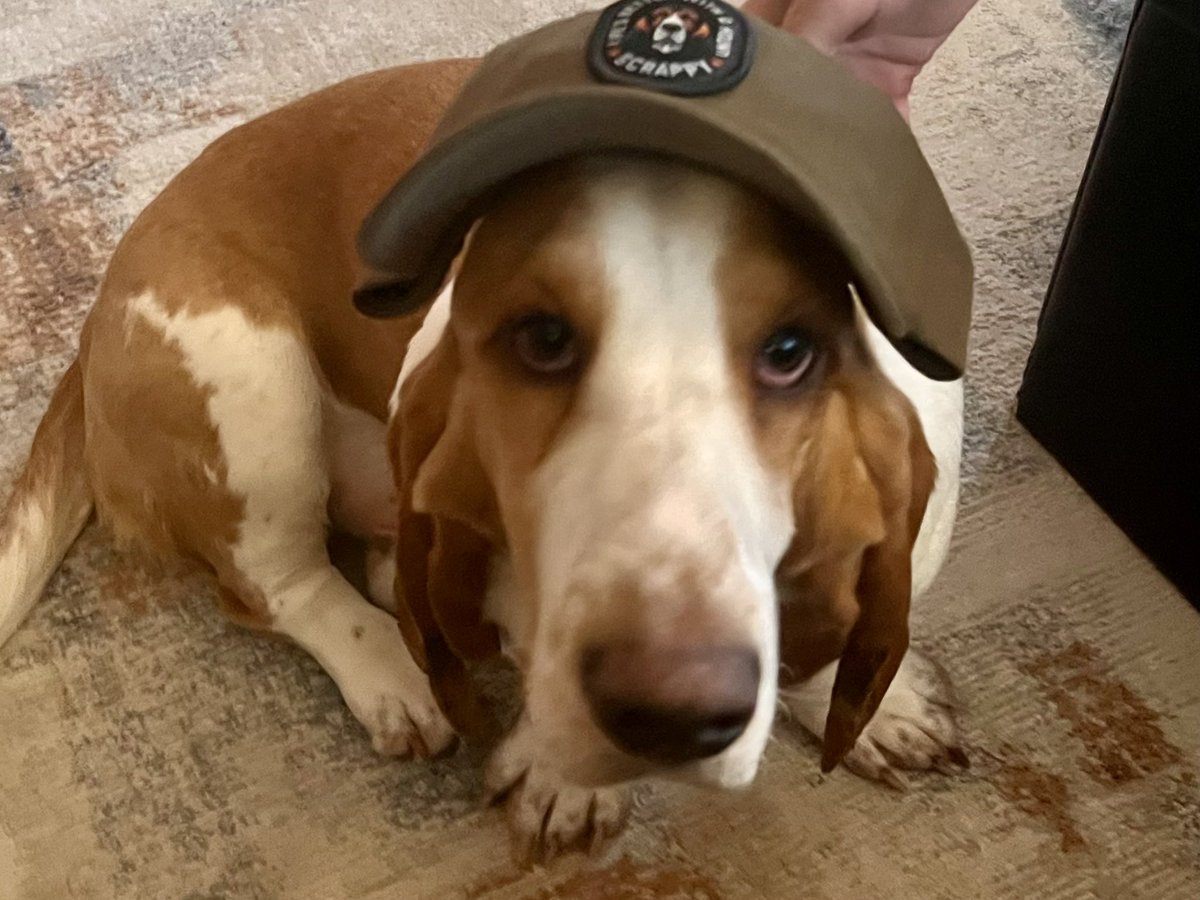 sixtaters's tweet photo. I got a couple of #bassethound hats for Christmas, tried to get Scrappy to model them but he was not really into it. #MerryChristmas2025
@MocklerBassets #adoptdontshop
#morejack https://t.co/QxIiN1Kpdu