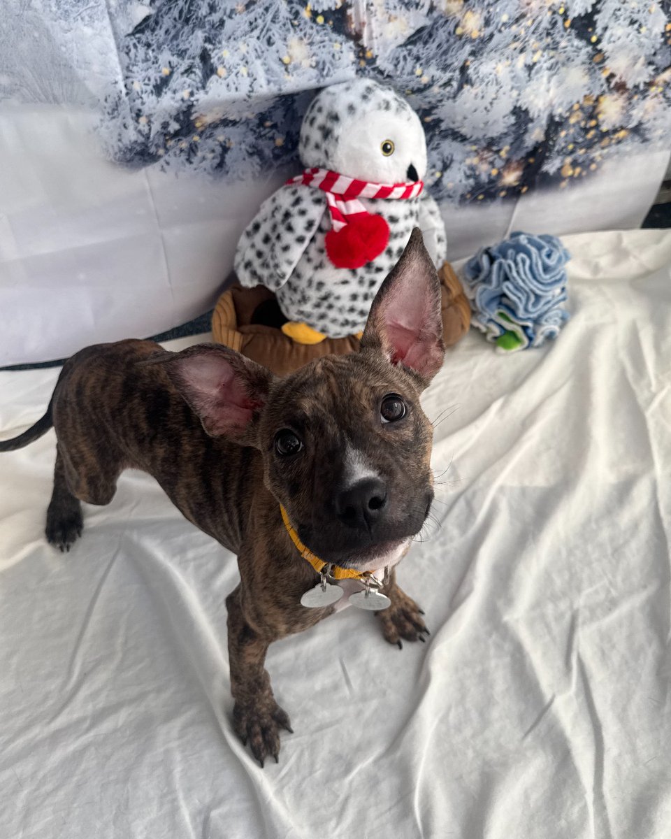 ASPCA's tweet image. Happy holidays from our New York City Adoption Center! 🎁🧡 We threw our adoptable pups the best winter wonderland party EVER! Still looking for your furry best friend? We're hosting Snow Place Like Home, our winter pet adoption event! Learn more here: bit.ly/4qn4UGX