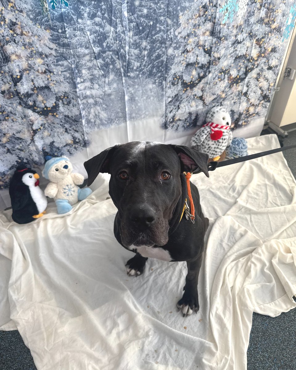 ASPCA's tweet image. Happy holidays from our New York City Adoption Center! 🎁🧡 We threw our adoptable pups the best winter wonderland party EVER! Still looking for your furry best friend? We're hosting Snow Place Like Home, our winter pet adoption event! Learn more here: bit.ly/4qn4UGX