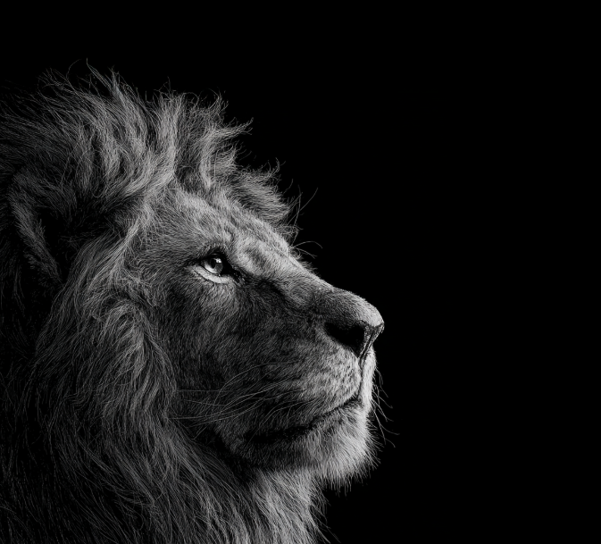 TheLionPage's tweet photo. The Lion will make it by any means necessary https://t.co/fGcDETAkKj