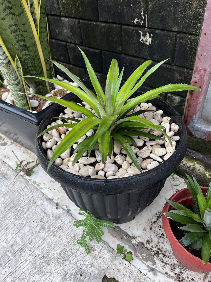 Isnasson's tweet image. Welcoming new family members, calathea &amp;amp; kupu-kupu ungu..cantik bgt warnanya

Sekalian pindah pot untuk tanaman nanas yangmana ngepas bgt dgn kehabisan batu &amp;amp; tanahnya