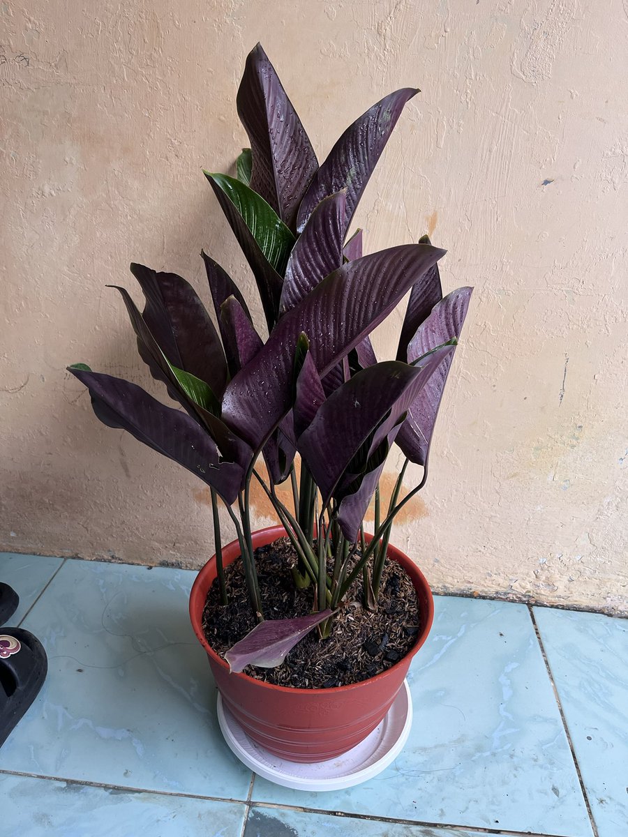 Isnasson's tweet image. Welcoming new family members, calathea &amp;amp; kupu-kupu ungu..cantik bgt warnanya

Sekalian pindah pot untuk tanaman nanas yangmana ngepas bgt dgn kehabisan batu &amp;amp; tanahnya