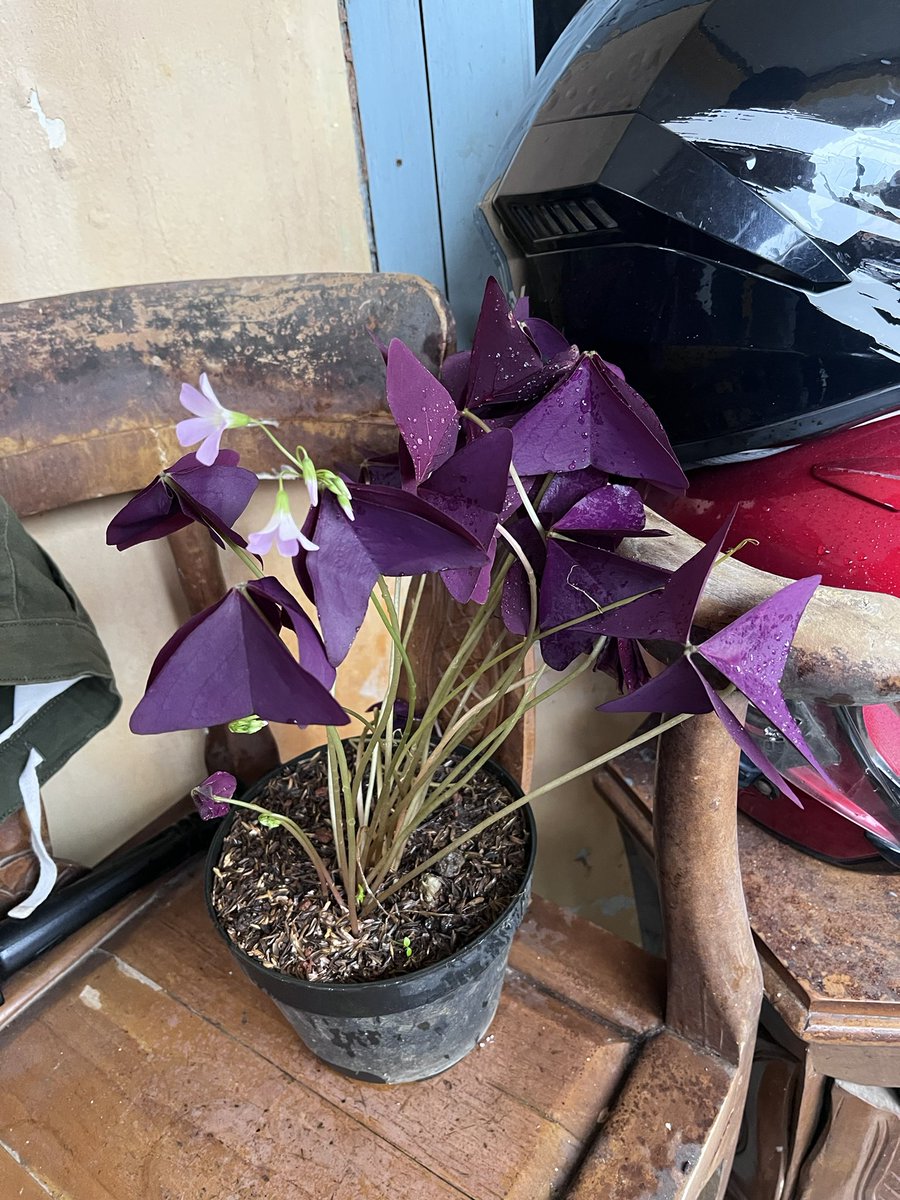 Isnasson's tweet image. Welcoming new family members, calathea &amp;amp; kupu-kupu ungu..cantik bgt warnanya

Sekalian pindah pot untuk tanaman nanas yangmana ngepas bgt dgn kehabisan batu &amp;amp; tanahnya