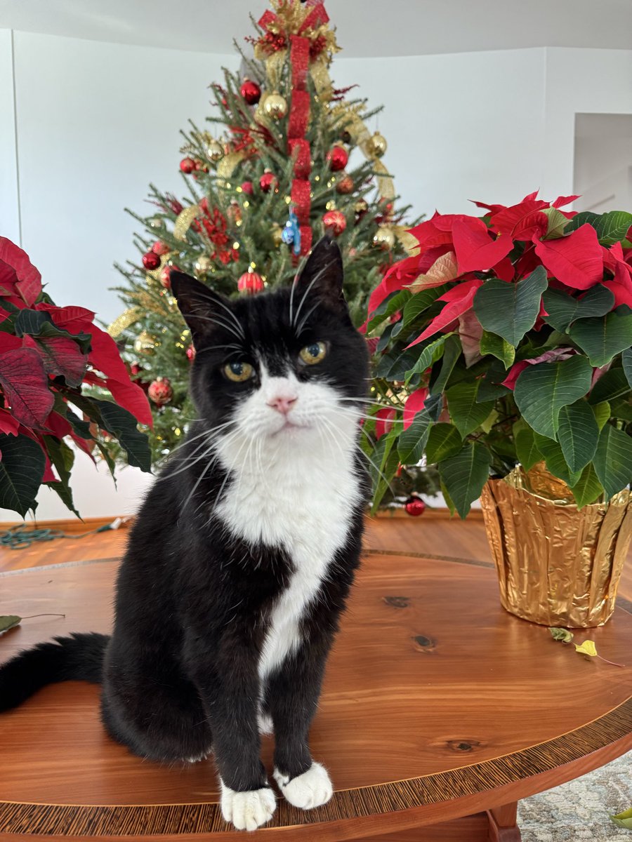 Palmerston tweet media