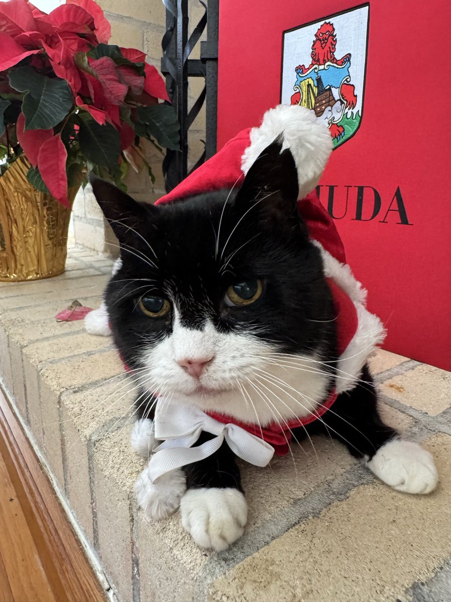 Palmerston tweet media