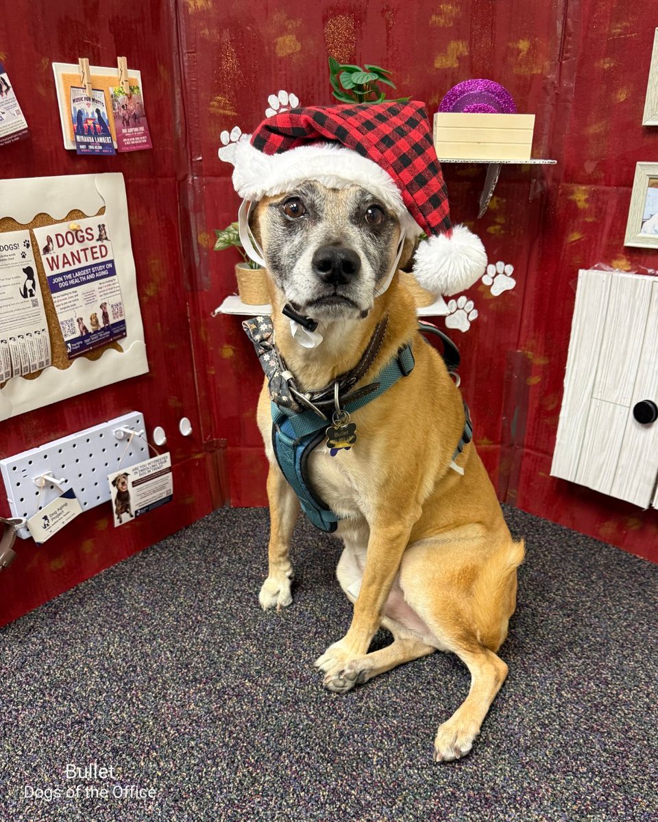 Dog Aging Project tweet media