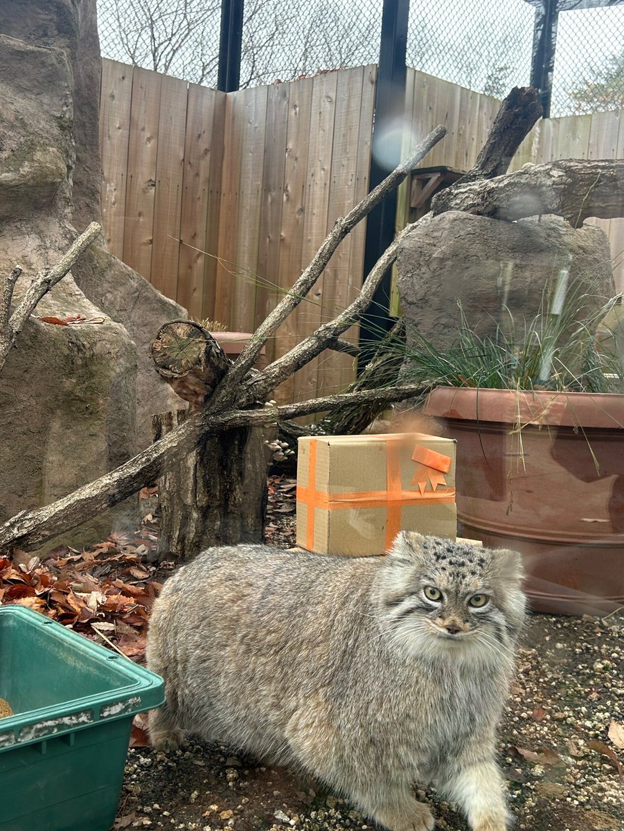 メリークリスマス！

#マヌルネコ
#クリスマス