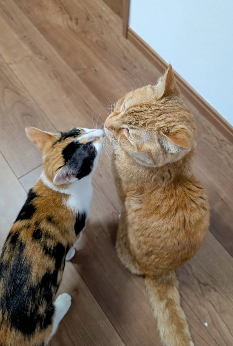 相模原市 #厚木市 #海老名市 本日、法人様の御依頼で事業系一般廃棄物