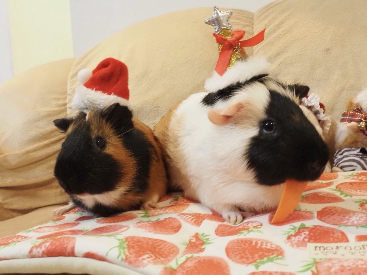 - ̗̀ 🎄𝑀𝑒𝑟𝑟𝑦 𝐶ℎ𝑟𝑖𝑠𝑡𝑚𝑎𝑠🥕  ̖́-