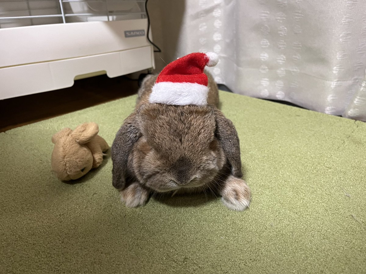 oinari0122's tweet photo. Merry Xmas🎅🏻🌲🐰 https://t.co/YB0PY4IQxP