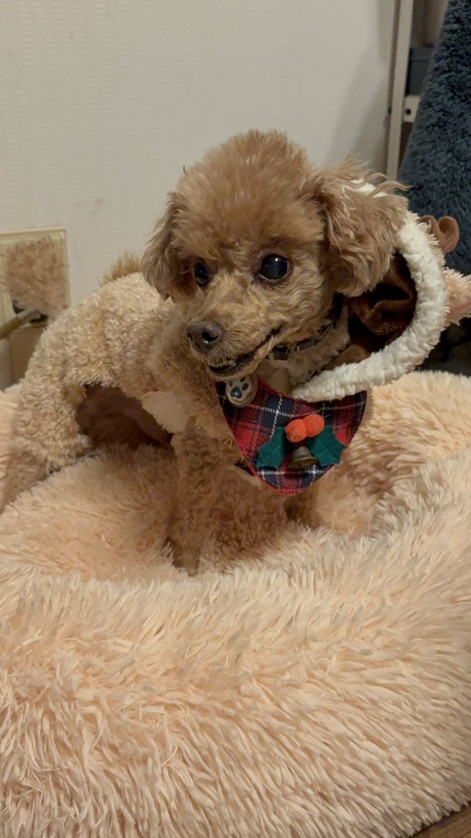 メリークリスマス🎄🎅✨

🦌トナカイに変身

あしたは病院行ってきます