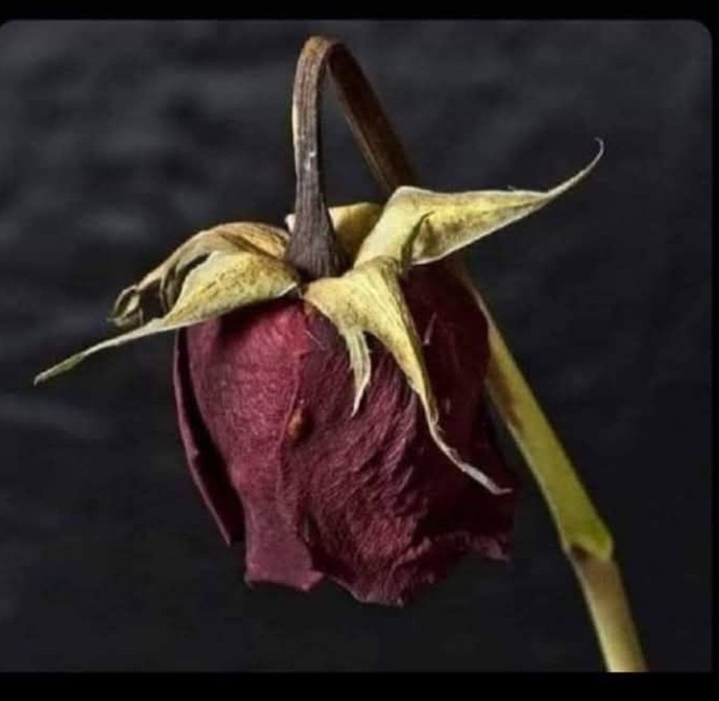 Rabb'im dilim duada ne isteyeceğini bilmiyorsa sen benim kalbimi  duy... 

#RegaipKandilimizMübarekOlsun 🤲🌹
#DuaBekleriz
#Gülce🥀