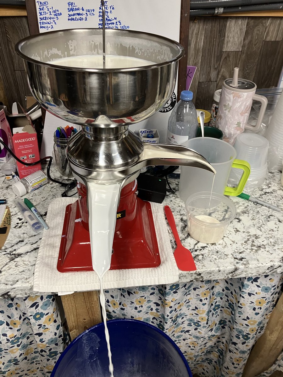 Cream separator working overtime this morning. 15-16 gallons skimmed for butter and other uses later. Not many customers later in the week. And apparently my chicken identifies as a cat and helped herself to the milk for the cats.