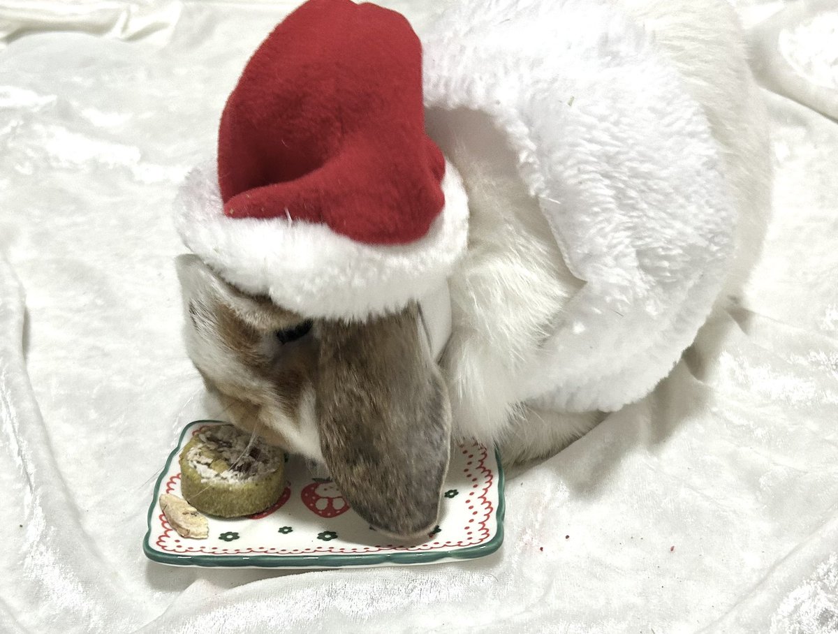 B63823's tweet photo. メリークリスマス、うさぎ https://t.co/7afDLWzuYL