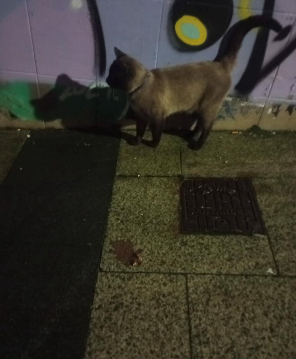 #urgente 
Ha aparecido este Gatin con collar y cascabel por la cuesta del hospital-calle alta.
Es casero, alguien le busca o le conoce?

#felizdia #kittenlovers #gato #cantabria #adopcionresponsable #kitten #catlover #adopción #cat
