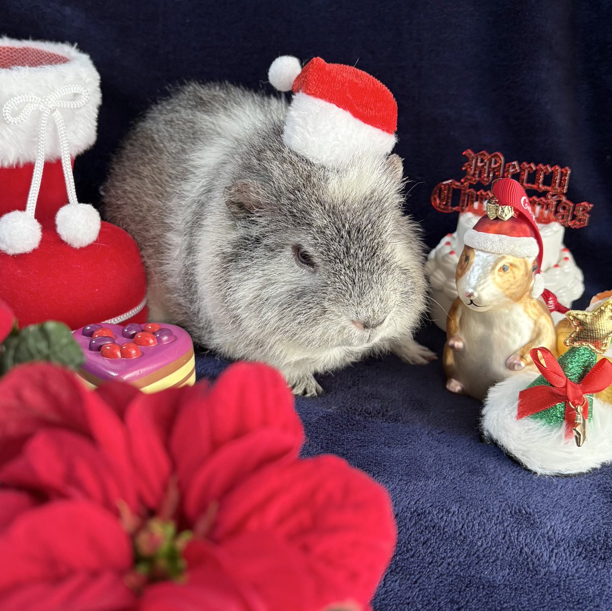 みゅうこ tweet media