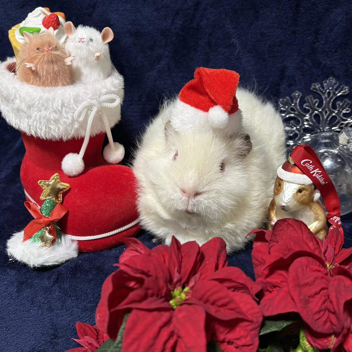 みゅうこ tweet media