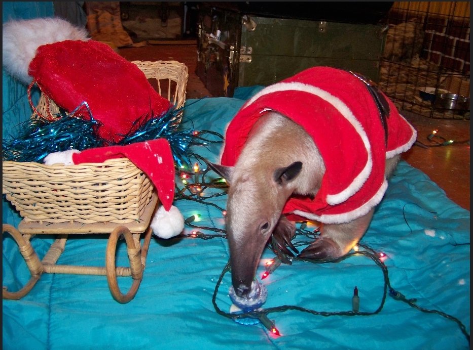 cant say santa without... ant