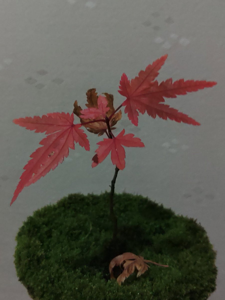 めりーくりすます。🎅
ウチの最後の紅葉🍁も
真っ赤になりました。😊