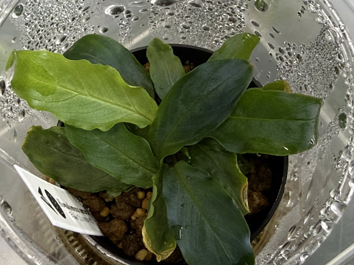 超希少‼️モンステラハリケーン　特選美株❣️ 超希少‼️モンステラハリケーン 特選美株❣️