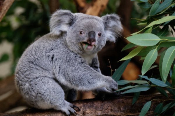 mensore21's tweet photo. コアラ🐻‍❄️
多摩動物公園

#コアラ #koala #zoo #animal #動物園 #動物 #動物写真好きな人と繫がりたい #動物好きな人と繫がりたい #動物が好き #コアラが好き #コアラ好きな人と繫がりたい #動物写真 #動物園写真 
#多摩動物公園

🐠 https://t.co/fj4oACRJEO