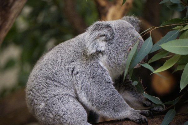 mensore21's tweet photo. コアラ🐻‍❄️
多摩動物公園

#コアラ #koala #zoo #animal #動物園 #動物 #動物写真好きな人と繫がりたい #動物好きな人と繫がりたい #動物が好き #コアラが好き #コアラ好きな人と繫がりたい #動物写真 #動物園写真 
#多摩動物公園

🐠 https://t.co/fj4oACRJEO